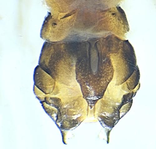Nemoura cinerea